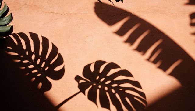 Monstera and banana leaf shadows dancing across sunlit peach plaster wall tropical décor