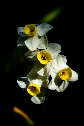 Cluster of blooming narcissus against dark background