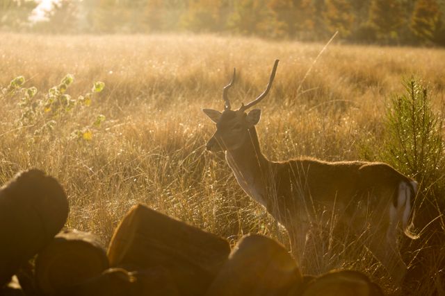 Brown Deer Surrounded by Grass during Sunset - Download Free Stock Photos Pikwizard.com