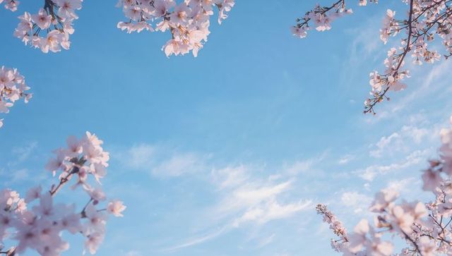 Cherry blossom framing clear blue sky with wispy clouds, pastel spring background