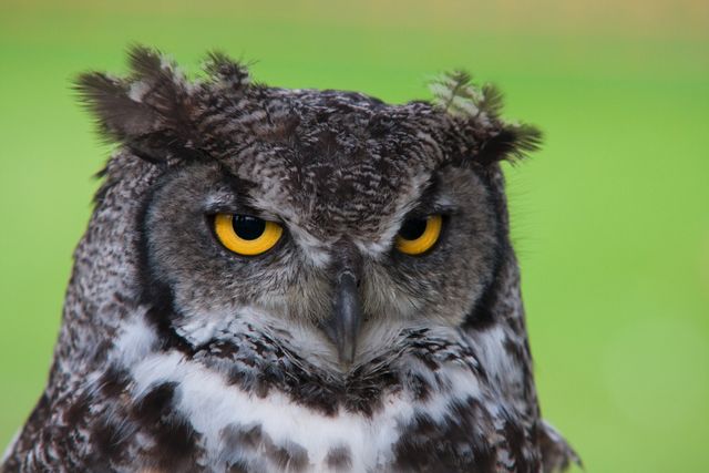 Great Horned Owl with Intense Gaze in Natural Habitat - Download Free Stock Photos Pikwizard.com