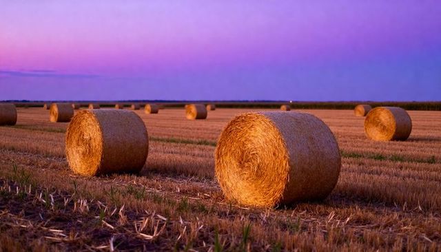 Round hay bales glowing at twilight across harvested wheat field with stubble and purple dusk sky