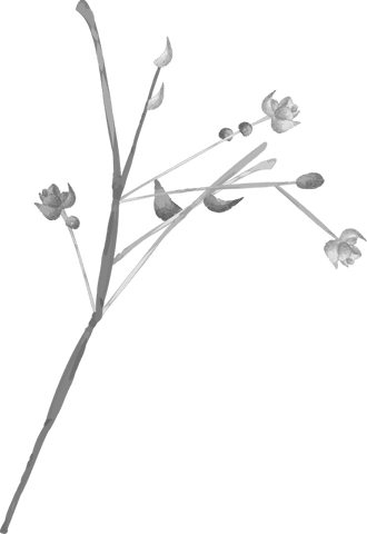 Transparent watercolor botanical branch illustration with blossoms