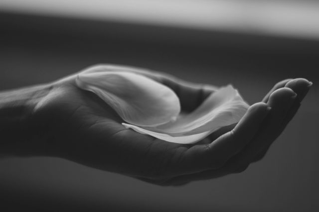 Hand Holding White Petals in Minimalist Black and White - Download Free Stock Photos Pikwizard.com