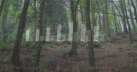 Transparent bar chart overlaying lush forest landscape