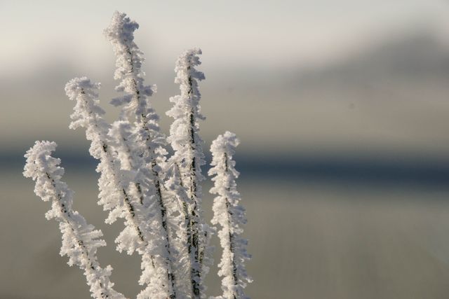 Close-up showing frost-covered plant stems during winter. Useful for themes on winter, nature, environment, and the beauty of frost. Ideal for illustrating concepts of cold weather, seasonal changes, and wintertime serenity. Perfect for backgrounds, educational materials on nature, and seasonal decorations