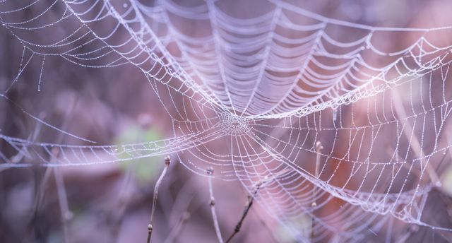 Dew-covered spider web with intricate patterns in natural setting. Ideal for illustrating beauty of nature, themes of delicacy, fall season, and biological processes. Suitable for use in environmental education, wallpapers, and inspirational content.