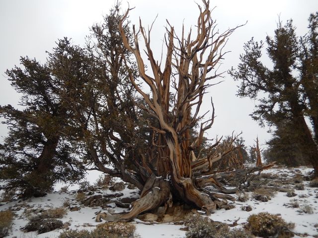 Bristlecone pine tree with twisted and gnarled branches rooted in rocky, snow-covered terrain. The wood appears worn and weathered from the harsh elements, showcasing resilience and the passage of time. Use this image for topics related to nature's endurance, winter scenery, extreme environments, or the beauty of ancient trees.