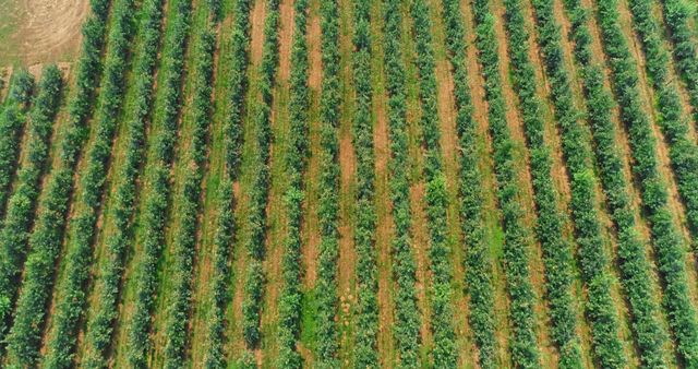 This aerial view showcases neatly aligned rows of grapevines during summer. Perfect for use in agricultural marketing materials, vineyard tourism promotions, articles on sustainable farming, and backgrounds for presentations related to organic farming practices.