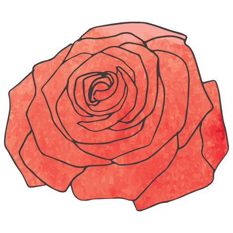 Stylized red rose illustration on transparent background features intricate design and vibrant color. Ideal for use in digital projects, graphic design, greeting cards, botanical prints, or as decorative element in online content.