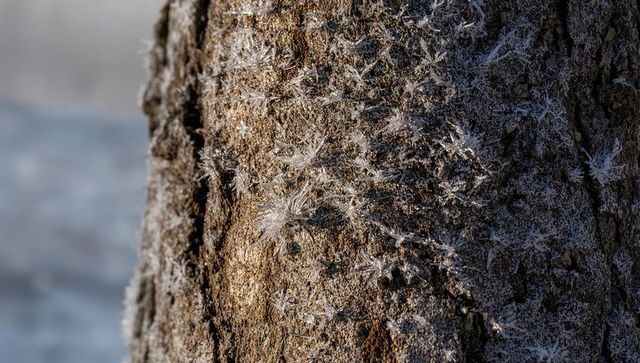 Sunlit tree bark with hoar frost crystals forming star-shaped ice on winter trunk macro