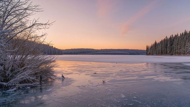 Solitary Duck on Frozen Lake at Pastel Sunset with Frosted Shrubs and Cracked Ice