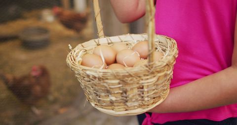 Child Collecting Fresh Eggs from Chicken Coop