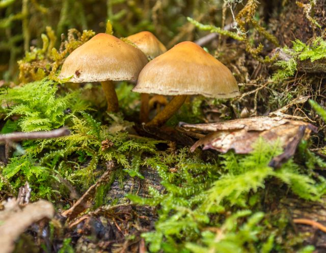 Wild mushrooms growing among moss captured in a close-up setting within a forest. Ideal for illustrating concepts of natural habitat, forest ecosystems, fungi studies, or biodiversity. Perfect for use in environmental articles, nature magazines, educational materials, and websites about mushrooms or the forest floor environment.