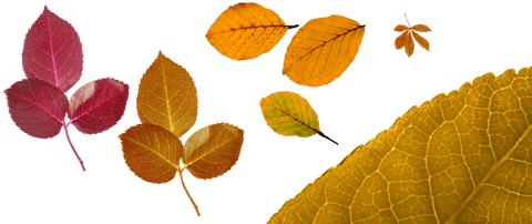 Transparent Autumn Leaves Illustration with Variety of Colors