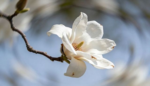 White magnolia blossom blooming on curved branch with soft blue bokeh