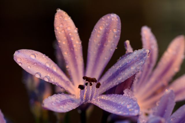 Close-up view of purple flowers covered in fresh morning dew. Ideal for nature lovers, botanical studies, or backgrounds emphasizing natural beauty and freshness.