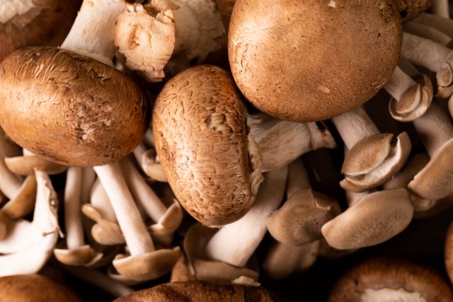 Full frame directly above shot of fresh edible mushrooms. unaltered, organic food and healthy eating concept.