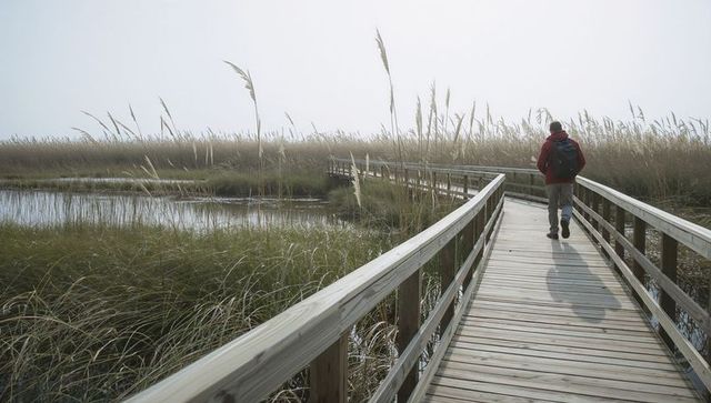 Hiker walking on boardwalk through misty coastal marsh with reeds and calm water