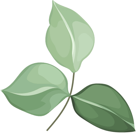 Three Stylized Green Leaves on Transparent Background