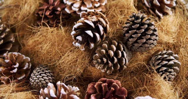 Pine cones with a light dusting of artificial snow on dried, textured background create warm, rustic, and natural decor. Perfect for holiday cards, autumn-themed advertising, winter crafts, DIY projects, and seasonal signage or marketing materials.