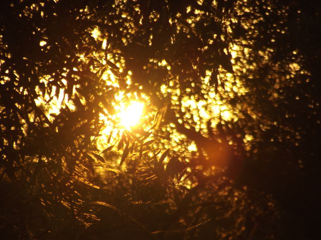 Golden Sunlight Filtering Through Trees - Download Free Stock Photos Pikwizard.com