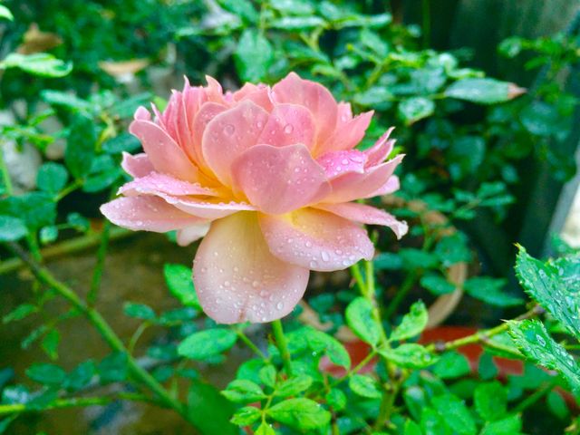 Close-Up of Pink Rose with Water Droplets in Garden - Download Free Stock Photos Pikwizard.com