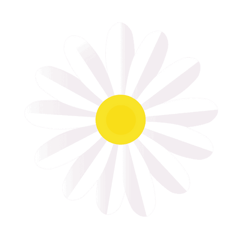 Minimalistic daisy illustration on transparent background