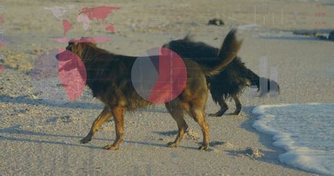 Dogs strolling on a beach with data overlay