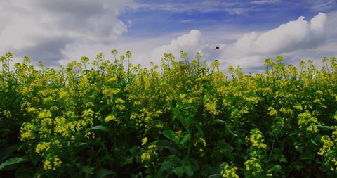 Yellow Mustard Field Under Partly Cloudy Sky with Bird in Flight