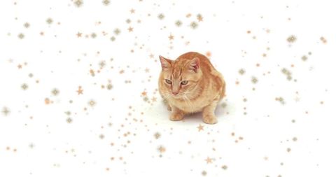 Sitting ginger tabby cat resting on white background with gold star confetti and sparkle