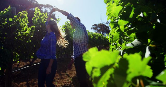 This depiction of a young couple enjoying a joyous moment while dancing among lush green grapevines in a vineyard is perfect for use in lifestyle, romance, and travel content. The vibrant greenery and natural sunlight create a charming ambiance, ideal for blogs, advertisements, and social media campaigns promoting outdoor activities, romantic getaways, or wine tourism.