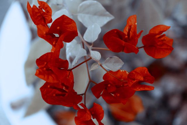 Close-Up of Red Bougainvillea Flowers in Garden - Download Free Stock Photos Pikwizard.com