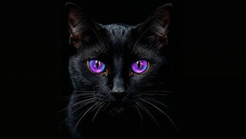 Staring black cat with violet galaxy eyes, dramatic low-key studio portrait