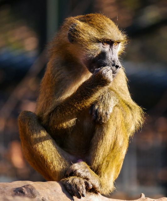 Baboon sitting alone on a sunny day, appearing lost in thought. Perfect for use in wildlife documentaries, educational content about animals, conservation campaigns, or zoo promotional materials.