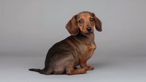 Charming Dachshund Puppy Observing in Studio Setting
