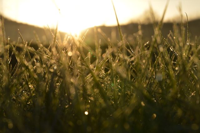 Morning dew on grass blades with sunlight in the background, evoking a sense of freshness and peace. Ideal for nature-themed projects, calming visuals, and promoting outdoor activities. Suitable for wellness blogs, environmental organizations, and inspirational content.