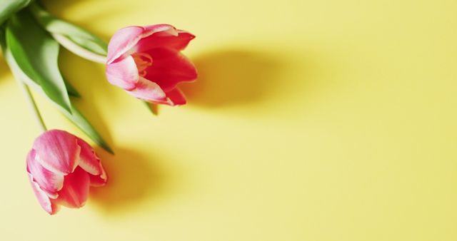 Image of two pink tulip flowers on a yellow surface. seasonal easter traditional sweet treats.