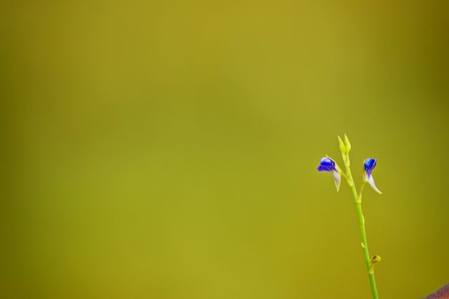 Tiny blue wildflower blooming against a serene, blurred green background. Perfect for nature-themed projects, botanical studies, minimalistic designs, and conveying tranquility in visual designs.