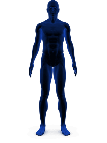 digital human illustration on transparent background - Download Free Stock Videos Pikwizard.com