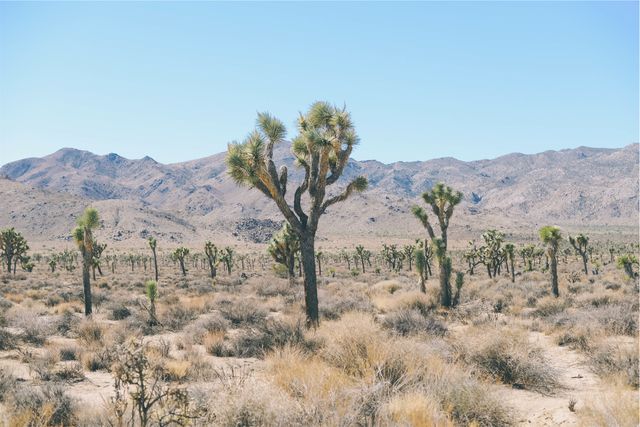 Depicts a vast desert landscape featuring iconic Joshua Trees with mountainous backdrop under a clear sky. Ideal for illustrating natural beauty, desert ecosystems, national parks, travel destinations, environmental themes, and outdoor adventure.