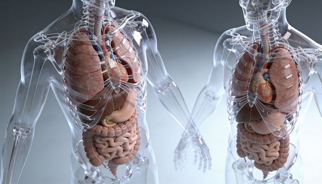 Displaying dual translucent torsos showing lungs heart digestive tract for medical education