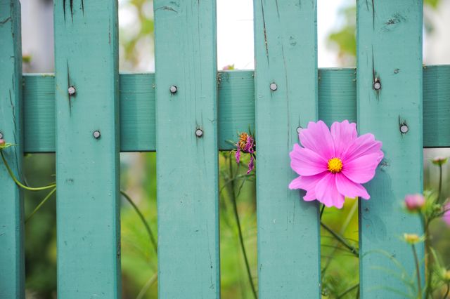 Pink Cosmos Flower on Green Wooden Fence - Download Free Stock Photos Pikwizard.com