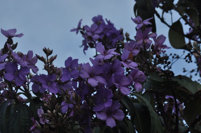 Closeup of Purple Flowers Against Outdoor Sky - Download Free Stock Photos Pikwizard.com