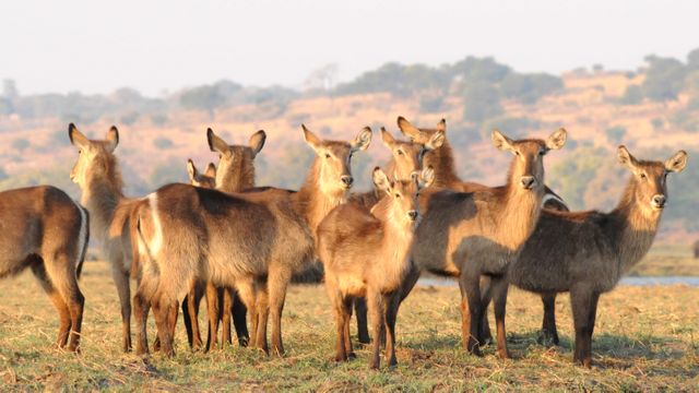 Africa antelope chobe flock - Download Free Stock Photos Pikwizard.com