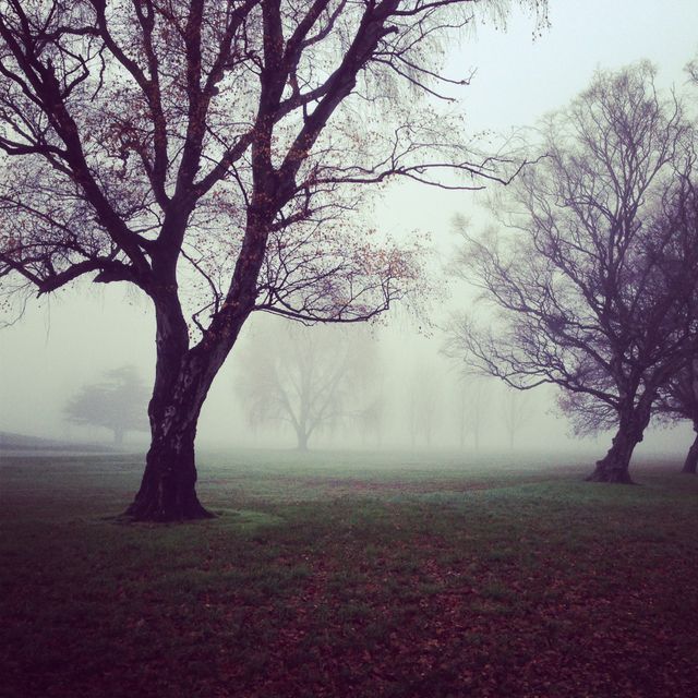 Foggy Morning in Park with Bare Trees and Soft Light - Download Free Stock Photos Pikwizard.com