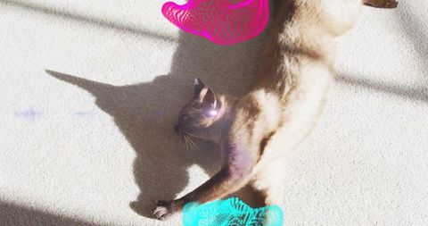 Sunlit colorpoint cat stretching on carpet with playful pink toy and soft shadow