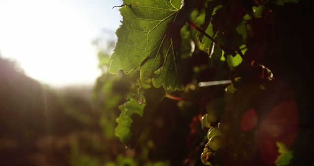 Close-up view of a grape vine in a vineyard with sunlight illuminating the leaves and grapes in the foreground. Ideal for use in agricultural marketing materials, nature photography collections, wine industry promotions, and educational resources about viticulture.