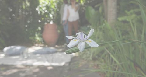 White iris blooming in lush backyard with blurred couple, clay pot and sunlit patio