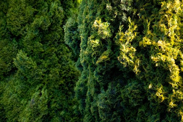 Close view of dense and vibrant evergreen foliage illuminated by sunlight. Suitable for backgrounds, nature-themed designs, and environmental content. Highlights the intricate textures and natural beauty of evergreen plants.